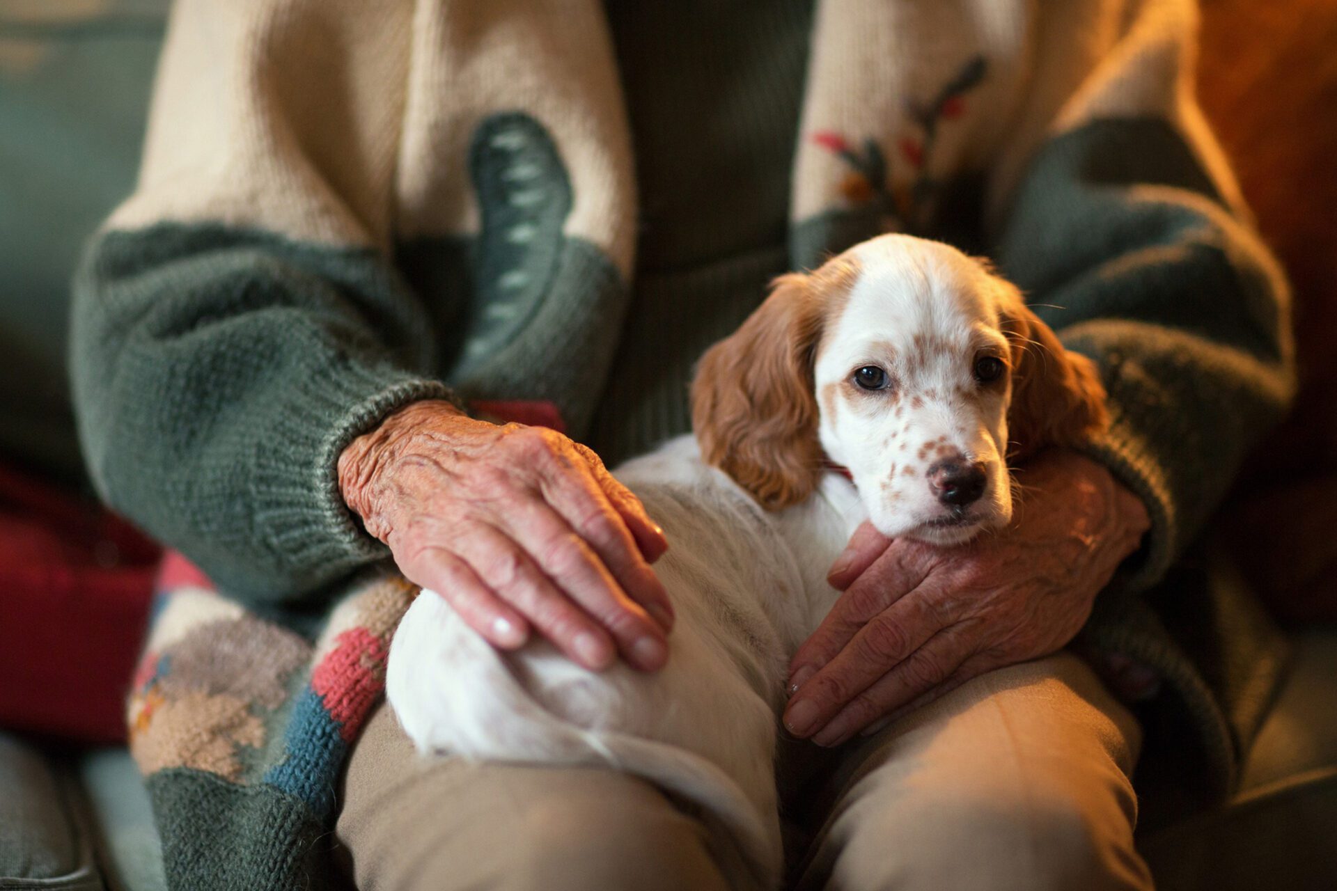 red cat on the floor
